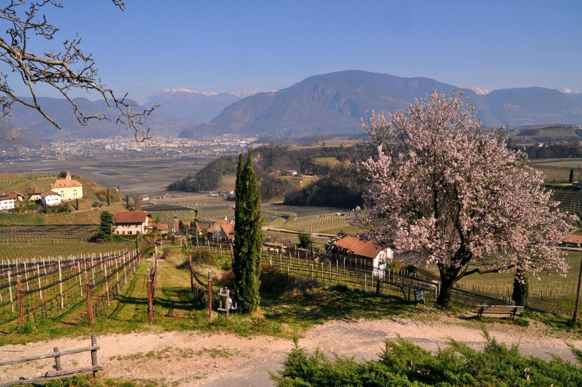 Firmelein Appiano Sulla Strada Del Vino Exterior foto
